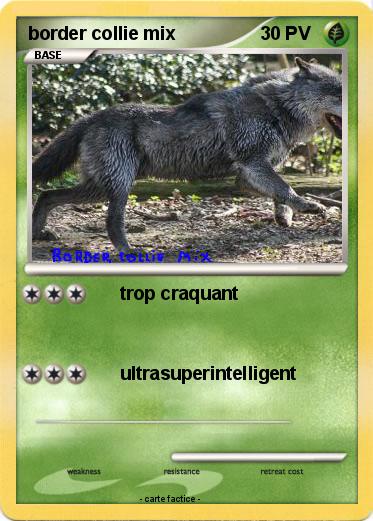 Pokemon border collie mix