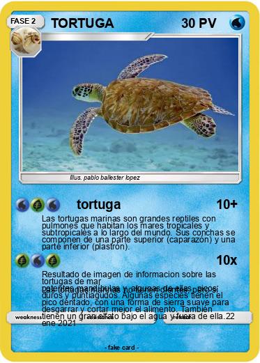 Pokemon TORTUGA