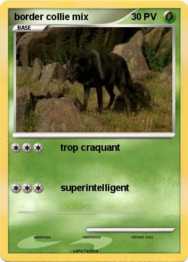 Pokemon border collie mix