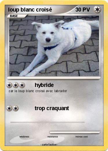 Pokemon loup blanc croisé