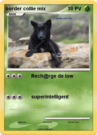 Pokemon border collie mix