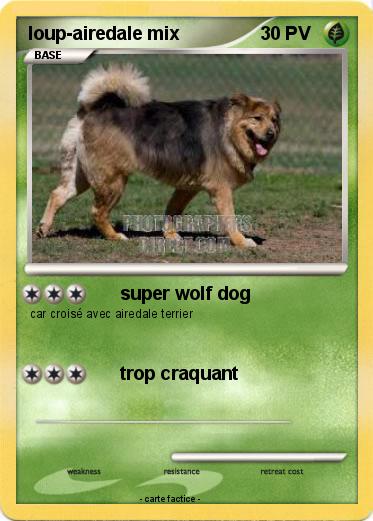 Pokemon loup-airedale mix