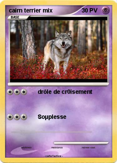 Pokemon cairn terrier mix