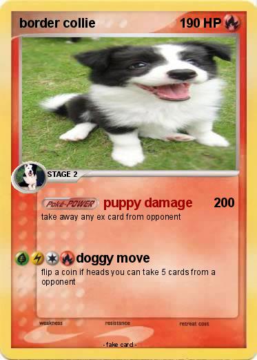 Pokemon border collie