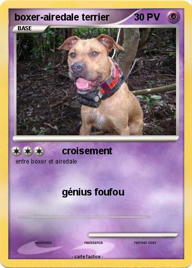 Pokemon boxer-airedale terrier