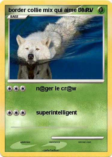 Pokemon border collie mix qui aime l'eau