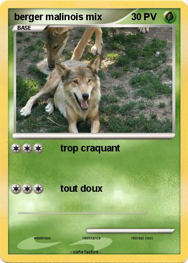 Pokemon berger malinois mix