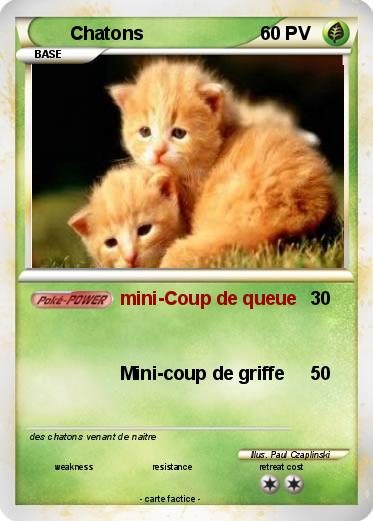 Pokemon Chatons