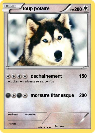Pokemon loup polaire