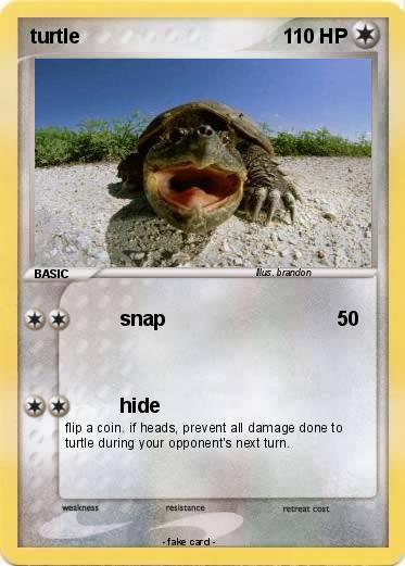 Pokemon turtle