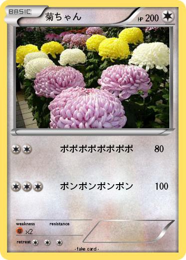 Pokemon 菊ちゃん