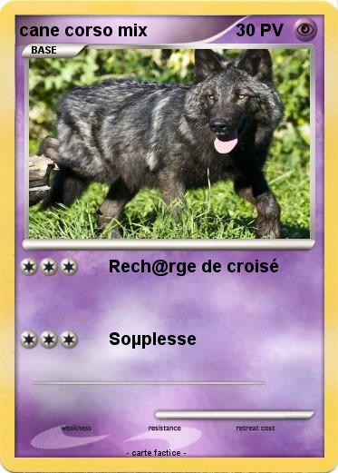Pokemon cane corso mix