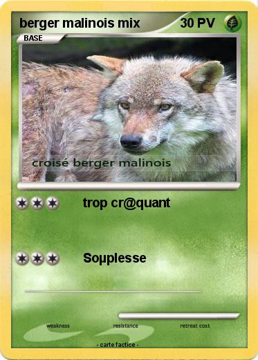 Pokemon berger malinois mix