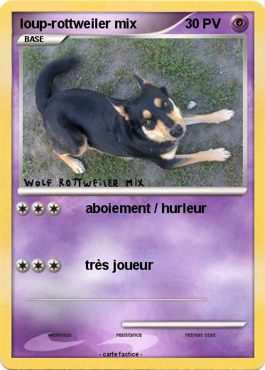 Pokemon loup-rottweiler mix