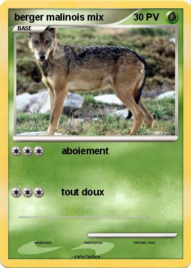 Pokemon berger malinois mix