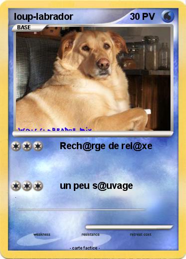 Pokemon loup-labrador