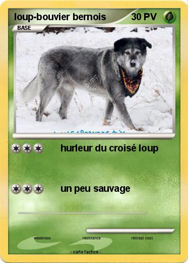 Pokemon loup-bouvier bernois