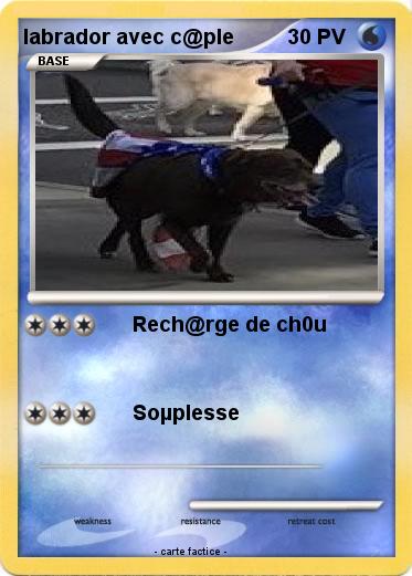 Pokemon labrador avec c@ple
