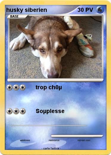 Pokemon husky siberien