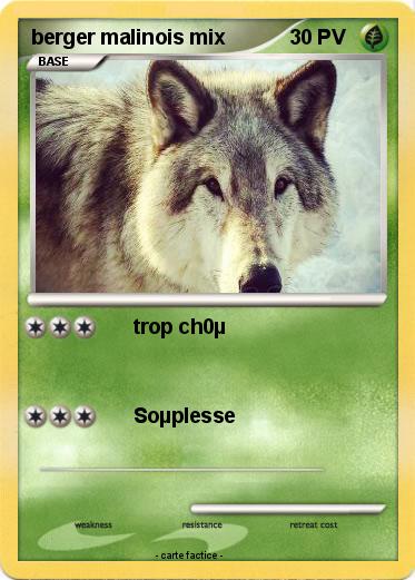 Pokemon berger malinois mix