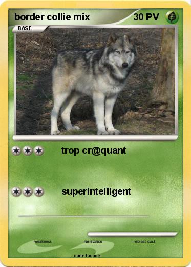 Pokemon border collie mix