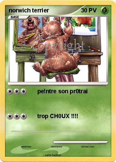 Pokemon norwich terrier