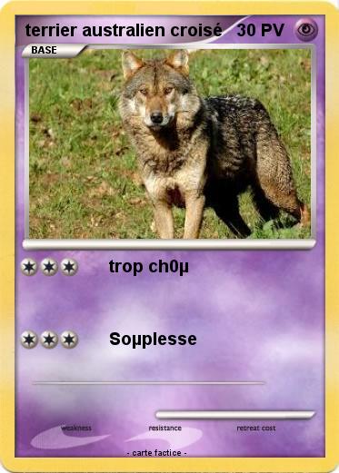 Pokemon terrier australien croisé
