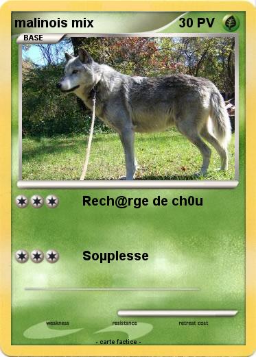 Pokemon malinois mix