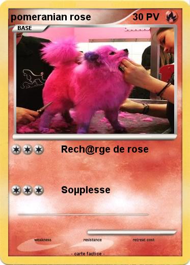 Pokemon pomeranian rose