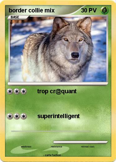 Pokemon border collie mix