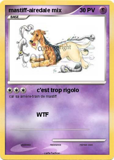 Pokemon mastiff-airedale mix