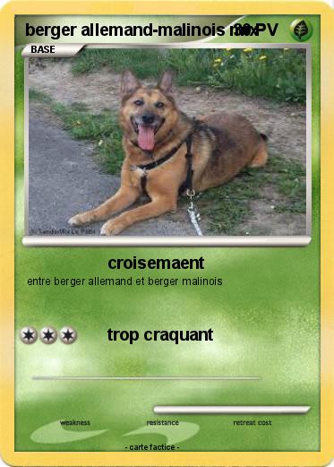 Pokemon berger allemand-malinois mix