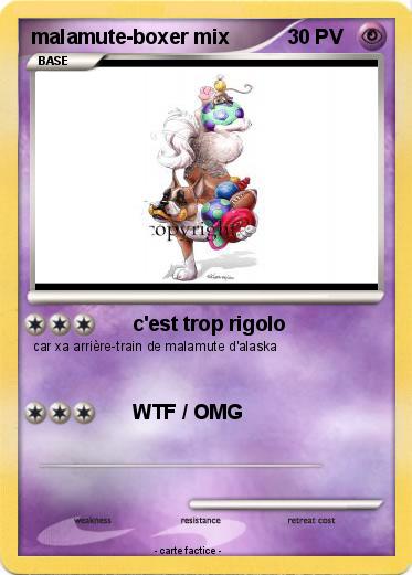 Pokemon malamute-boxer mix