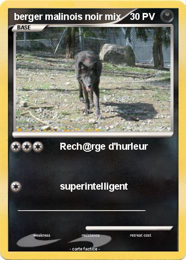 Pokemon berger malinois noir mix
