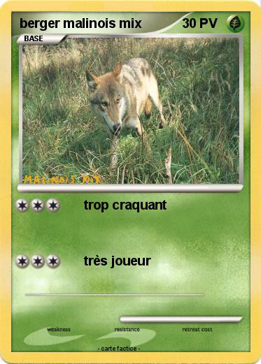 Pokemon berger malinois mix