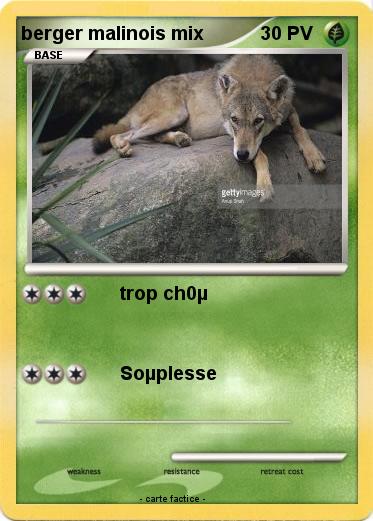 Pokemon berger malinois mix