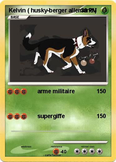 Pokemon Kelvin ( husky-berger allemand )
