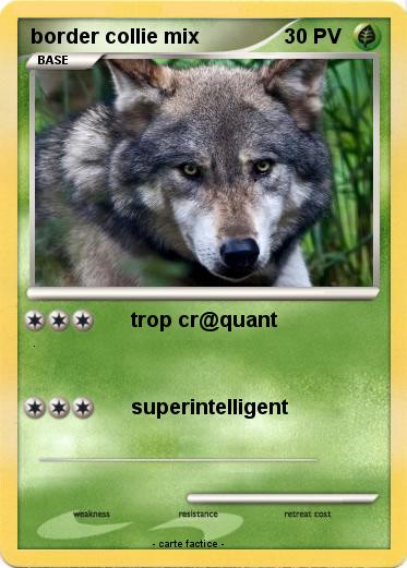 Pokemon border collie mix