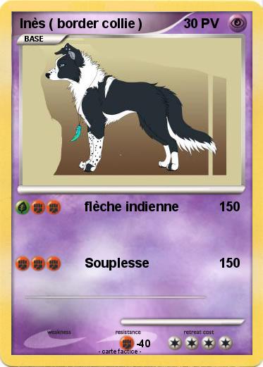 Pokemon Inès ( border collie )