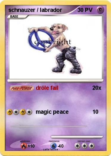 Pokemon schnauzer / labrador