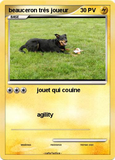 Pokemon beauceron très joueur