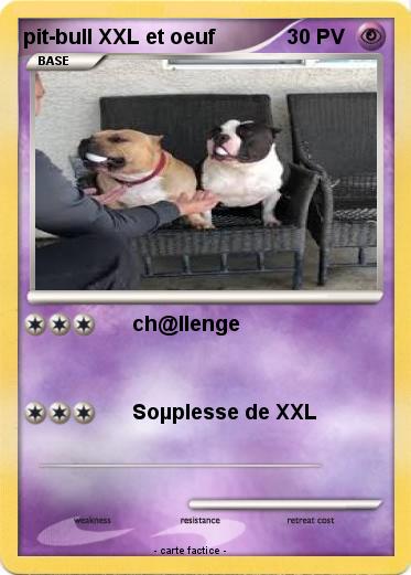 Pokemon pit-bull XXL et oeuf