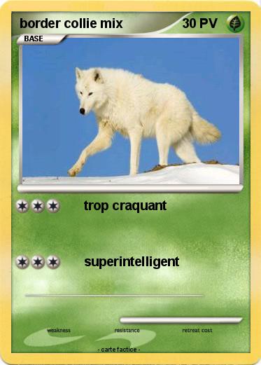 Pokemon border collie mix