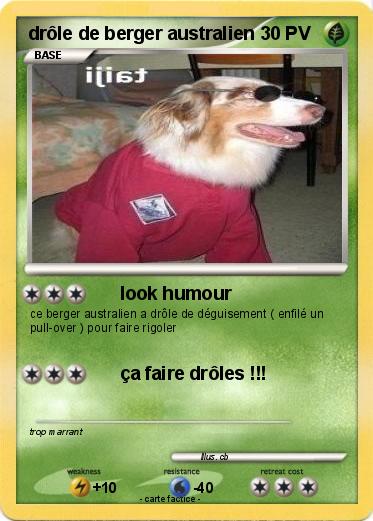 Pokemon drôle de berger australien