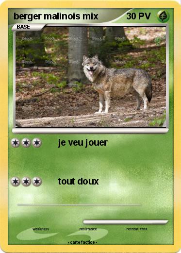 Pokemon berger malinois mix