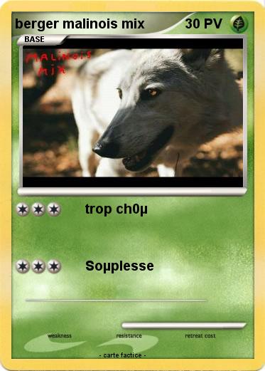 Pokemon berger malinois mix