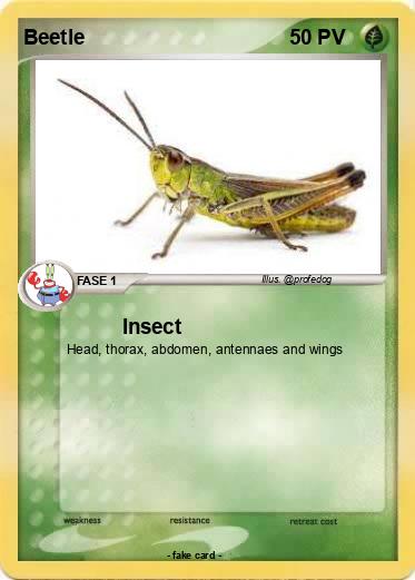 Pokemon Beetle