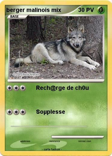 Pokemon berger malinois mix