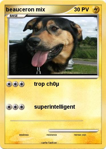 Pokemon beauceron mix