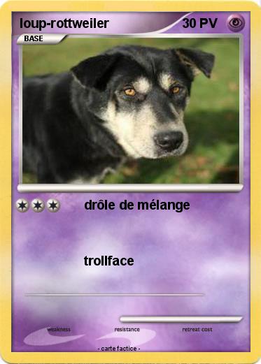 Pokemon loup-rottweiler